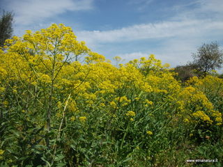 zzena-30-03-2013 13-11-13
